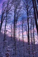 Spokojny, zimowy las skąpany w delikatnym, fioletowo-różowym zmierzchu.