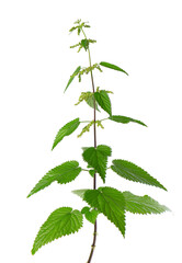 Nettle plant isolated on white background. Green common nettle, burn nettle, stinging nettle or Urtica dioica. Medicinal and culinary herb. Clipping path.