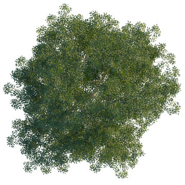 Libidibia ferrea tree, cutout, 8k png, transparent background, isolate, Top view lush green deciduous trees dense foliage outdoor nature park forest environment