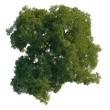 Ficus Racemosa