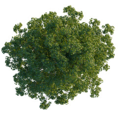 Obraz premium Alstonia scholaris tree, cutout, 8k png, transparent background, isolate, Top view of a tree with lush green foliage and a full, rounded canopy