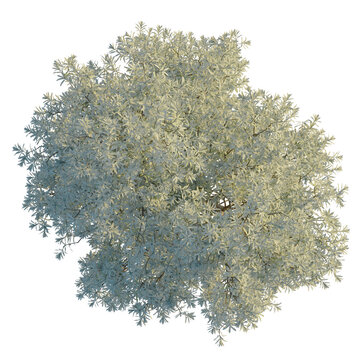 Banksia integrifolia tree, cutout, 8k png, transparent background, isolate, Overhead view of a slender leaf tree isolated on a transparent background for use