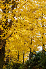 黄色く色づいたイチョウ並木(栃木県　宇都宮東公園)