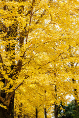 黄色く色づいたイチョウ並木(栃木県　宇都宮東公園)