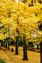 黄色く色づいたイチョウ並木(栃木県　宇都宮東公園)