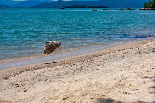 ave voando na praia de Florian&oacute;polis