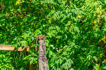 macaquinho em parque de Florian&oacute;polis