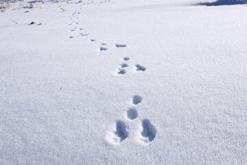 雪の上に残った野生のウサギの足跡