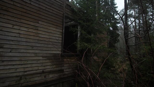 Moss Covered Wooden Cabin Exterior Window Framed By Evergreen Branches, Weathered Siding Shows Rot And Patina, Overgrown Undergrowth And Tangled Branches Encroach On Empty Opening, Dim Light