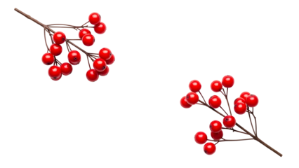 Bright red berries on dark branches against a stark black background natural detail