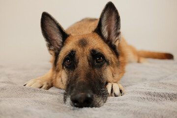 A German Shepherd lies on a soft blanket with a gentle, thoughtful expression, ideal for themes of bonding, comfort, loyalty, and emotional connection.