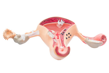 Gynecologist's appointment. Female reproductive system mock-up.