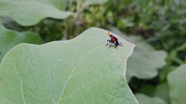 Macro view of a small , brightly colored lanternfly on a leaf or The Tiny Guardian of the Green