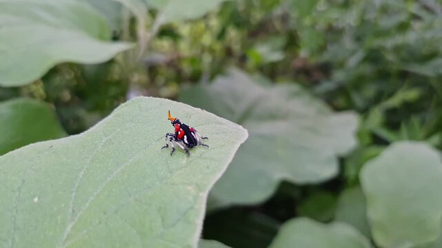 Macro view of a small , brightly colored lanternfly on a leaf or The Tiny Guardian of the Green