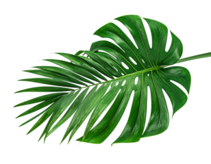 Tropical Green Palm Leaf Isolated on Transparent Background 