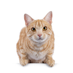 Handsome young adult purebred European Shorthair cat, laying down facing front. Looking curious towards camera. Isolated on a white background.