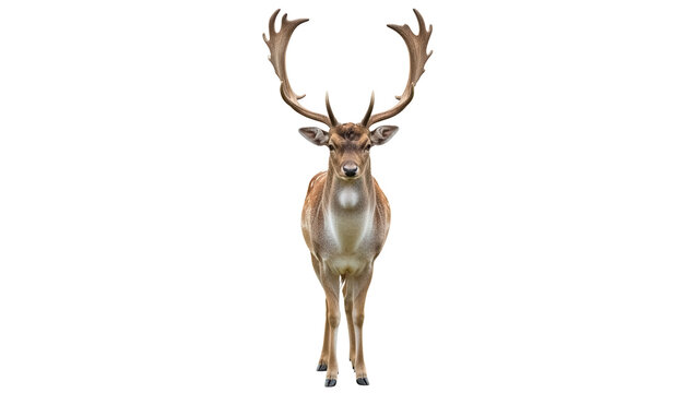 Majestic fallow deer with large antlers isolated PNG, beautiful wild animal on transparent background for design and educational use