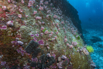 Serene underwater ocean scene with colorful pink coral life on vibrant marine reef rock. view peaceful and beautiful part of nature