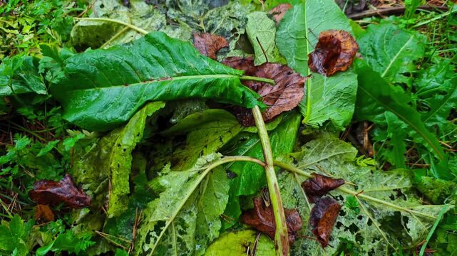 Bright green wet Rumex confertus leaves on the ground among other vegetation in the forest on a rainy day