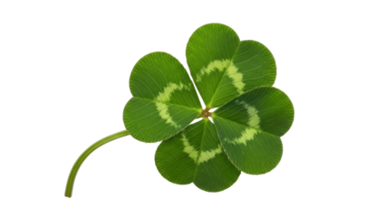 Isolated Four-Leaf Clover Close-up, Sign of Good Luck, Symbol of St. Patrick's Day holiday