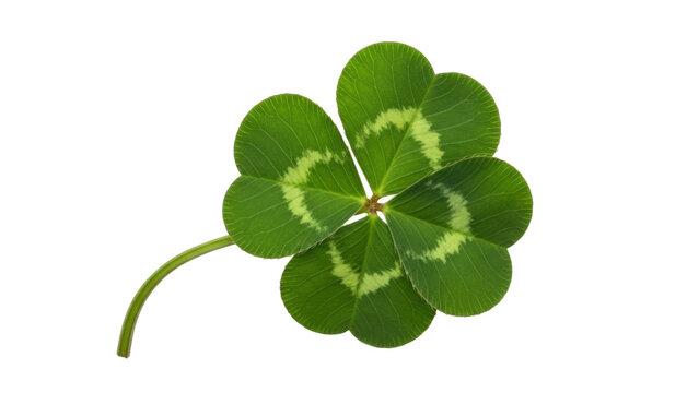 Isolated Four-Leaf Clover Close-up, Sign of Good Luck, Symbol of St. Patrick's Day holiday