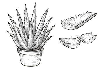Naklejka premium Potted aloe vera plant with cut succulent leaf sections sketch