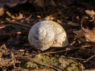 White Snail Shell Resting on Forest Floor