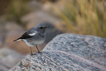 A female mountain chat perched on a granitic boulder, within the Fish River canyon of Namibia, photographed in the soft twilight light