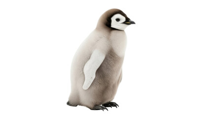 Isolated Emperor Penguin chick looking right cute with soft down feathers and dark eye patch