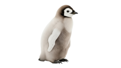 Isolated Emperor Penguin chick looking right cute with soft down feathers and dark eye patch