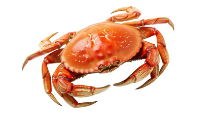 Isolated Dungeness Crab specimen, seafood cuisine for gourmet dish, fresh orange color, healthy food