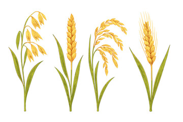 Fototapeta premium Four mature cereal grain plants: oats, barley, rice, and wheat heads