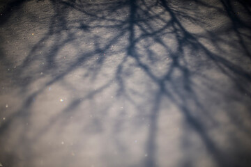 Tree bare branches shadow on sparkling snow