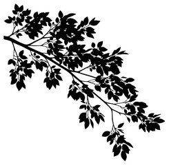 A branch with leaves silhouetted against a , black, branch, profile, tree, tree branch, twig, white, against transparent background