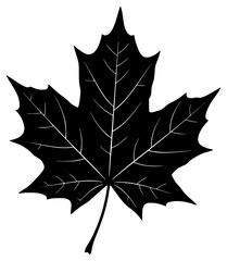 A black and white silhouette of a maple leaf, black, icon, illustration, leaf, maple, maple leaf, profile, against transparent background