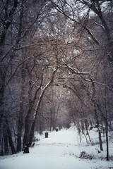Cold winter forest path covered in fresh snow