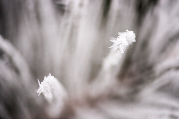 Macro close-up showing hoarfrost on plant stem