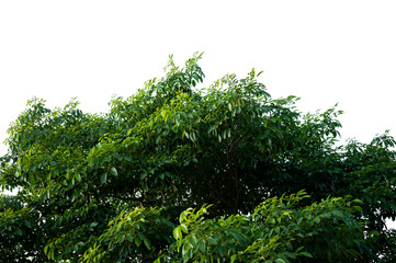 Bonsai tree, green leaves, isolated on a white background Natural objects