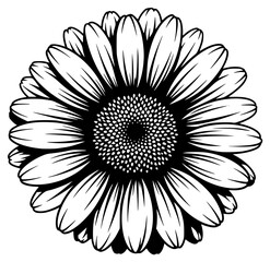A black and white drawing of a daisy flower, black, daisy, flower, illustration, petal, white, against transparent background