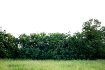 Bonsai tree, green leaves, isolated on a white background Natural objects