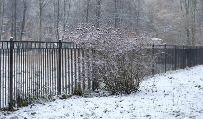 A bush growing near a lattice fence is covered with snow