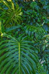 Green Elephant Leaves Growing in a Rainforest.