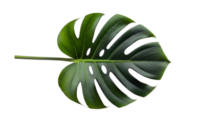 Dramatic monstera leaf close up artistic botanical illustration isolated on transparent background