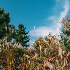 palm trees on the beach
