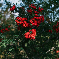 red flowers in the garden