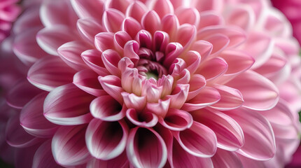 Close-up of a vibrant pink dahlia flower with detailed petals and a soft, blurred background, showcasing natural beauty and botanical elegance