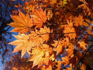 ハウチワカエデの紅葉
