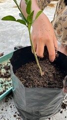 A hand is planting a tree in a pot