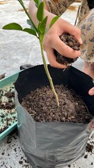 A hand is planting a tree in a pot