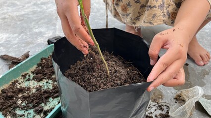 A hand is planting a tree in a pot